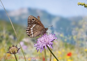 Sooty Satyr butterfly