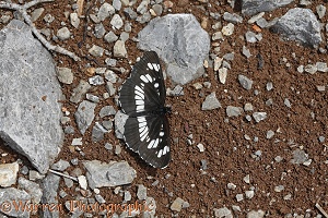 Southern White Admiral butterfly