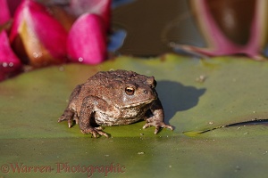 Toad on a lily pad