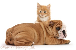 Bulldog pup and ginger kitten