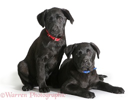Two Black Labrador Retriever pups