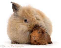 Windmill-eared Lionhead x Lop rabbit and baby Guinea pig