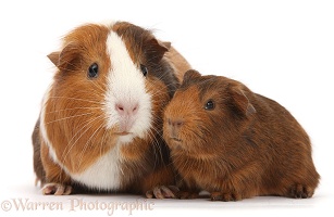 Mother and baby Guinea pig
