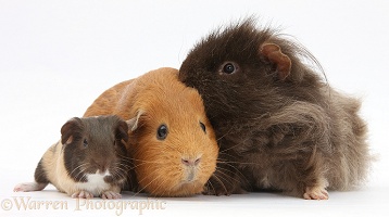 Mother and father Guinea pig with baby