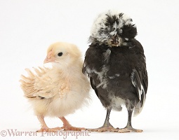 Frizzle feather chicken chick and Polish chick