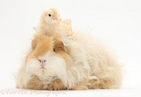 Frizzle feather chicken chick and shaggy Guinea pig