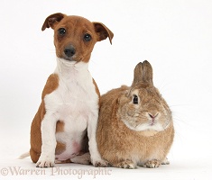 Jackahuahua pup and rabbit