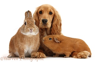 Golden Cocker Spaniel and red Guinea pig and rabbit