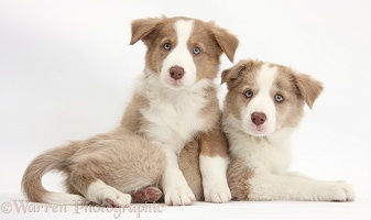Two Lilac Border Collie pups, one paws over the other