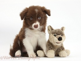 Chocolate Border Collie pup and wolf soft toy