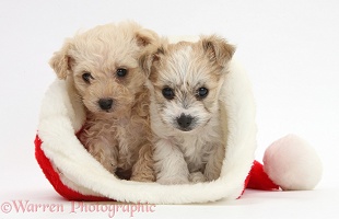 Two cute Bichon x Yorkie pups in a Santa hat