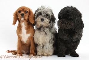 Daxiedoodle pup, Ruby Cavalier pup, and black Shih-tzu