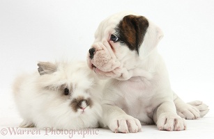 Boxer puppy and fluffy rabbit