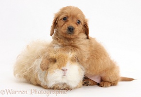 Red Daxiedoodle pup, 6 weeks old, and Guinea pig