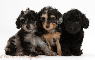Three Daxiedoodle pups