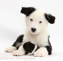 Black-and-white Border Collie pup and Guinea pig