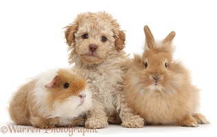 Toy Labradoodle with fluffy bunny and shaggy Guinea pig