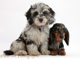 Daxiedoodle pup, and Dachshund