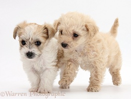 Two cute Bichon x Yorkie pups