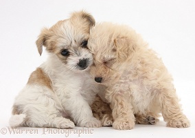 Two cute sleepy Bichon x Yorkie pups