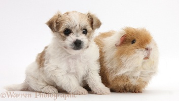Cute Bichon x Yorkie pup and shaggy Guinea pig