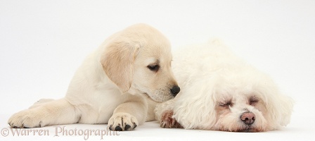 Bichon Frise and Yellow Labrador puppy