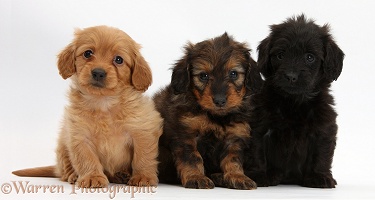 Three Daxiedoodle pups