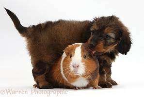 Black Daxiedoodle pup, 6 weeks old, and Guinea pig