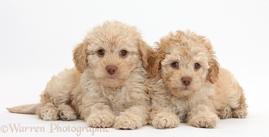 Two toy Labradoodle puppies