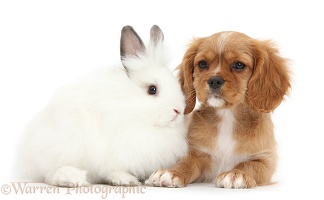 Ruby Cavalier pup and white bunny