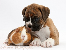 Boxer puppy and Guinea pig