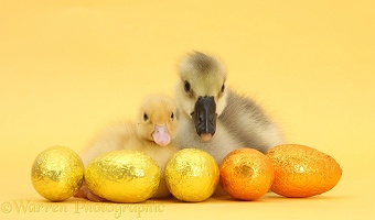 Yellow gosling and duckling with Easter eggs