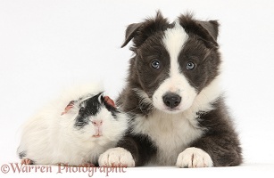 Black-and-white Border Collie pup and Guinea pig