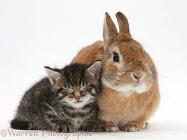Cute sleepy tabby kitten with rabbit
