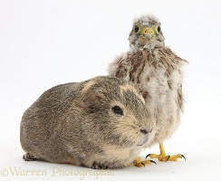 Baby Kestrel chick and Guinea pig