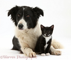 Black-and-white Border Collie and kitten