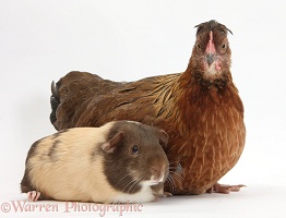 Chicken and Chocolate bicolour Guinea pig