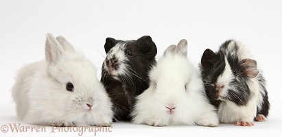 White rabbits and black-and-white Guinea pigs