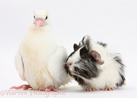 White dove and black-and-white Guinea pig