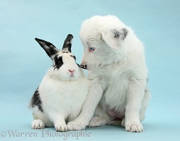 White Border Collie pup and rabbit on blue background