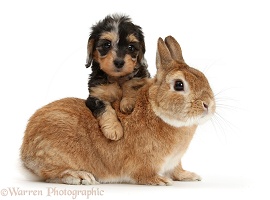 Daxiedoodle puppy and rabbit