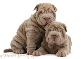 Two Shar Pei pups