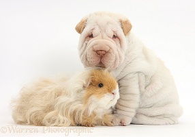 Shar Pei pup and shaggy Guinea pig