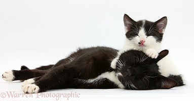 Black-and-white mother cat and kitten