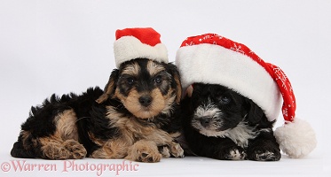 Yorkipoo pups wearing Santa hats