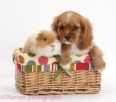 Ruby Cavalier pup and Guinea pig in a basket