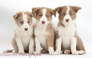Three Lilac Border Collie pups