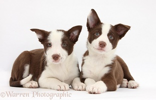 Two chocolate Border Collie bitch pups