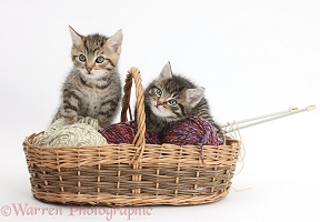 Naughty tabby kittens in a wool basket