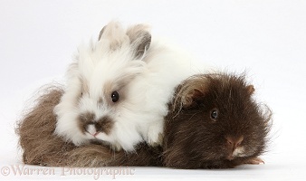 Shaggy Guinea pig and fluffy rabbit